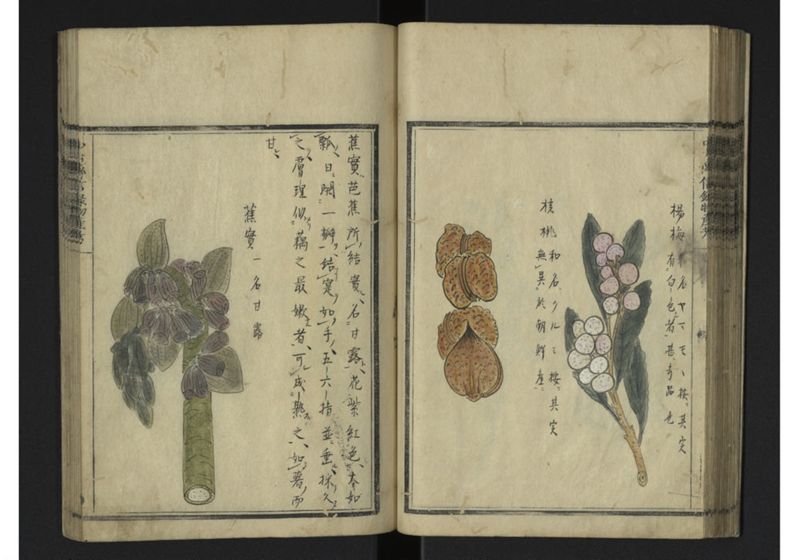 中山伝信録物産考 地 - ページ 31